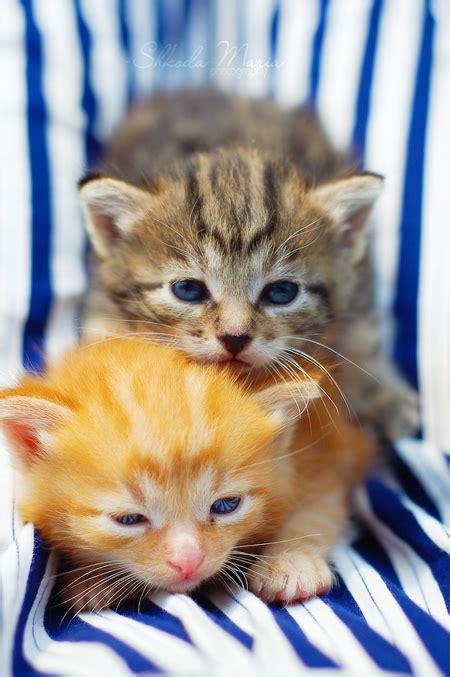 Cutest Little Kittens In The World 5 Photos