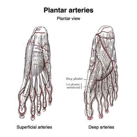 Peroneal Artery Foot