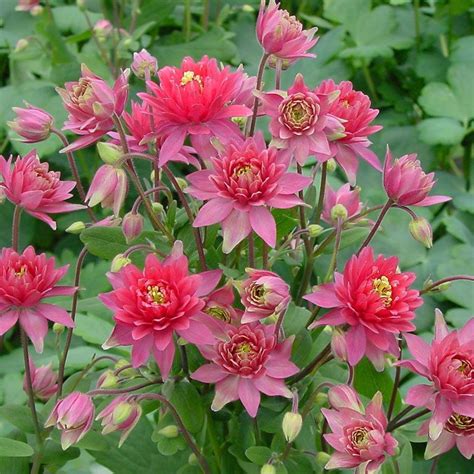 Clementine Red Aquilegia Plants for Sale (Columbine) | Free Shipping