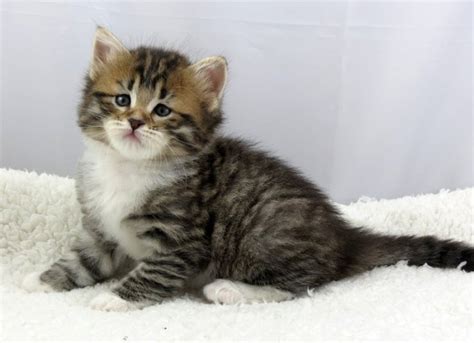 Use petfinder to find adoptable pets in your area. Adorable stunning Siberian Kittens FOR SALE ADOPTION from ...