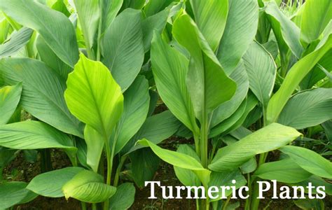 The Ultimate Guide To Growing Ginger Turmeric Why You Should