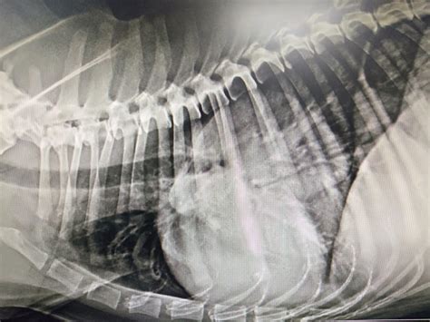 Since 2004 providing humane veterinary medical services.pet products manufacturing&distribution. Vetopia Pet Clinic & Surgery Centre - Dog and Cats Surgery ...