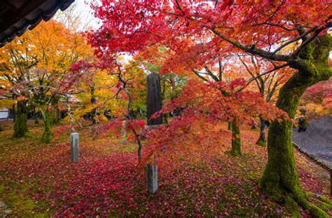 Fall Colors At Tofukuji Temple Travel Caffeine