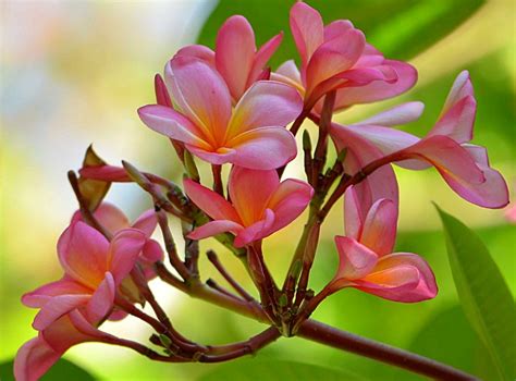 By adminposted on february 5, 2021. Cara Menanam Bunga Kamboja di Rumah, Simak Tips Selengkapnya! - Abahtani