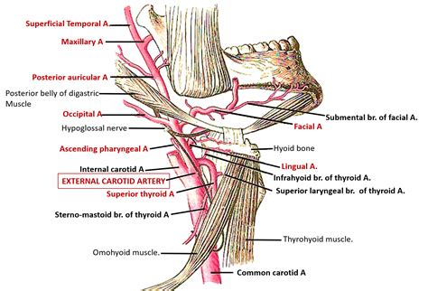 In the neck and head exterior to the skull, the external carotid artery provides blood flow to the skin, muscles, and organs. External carotid artery - Branches - AnatomyQA