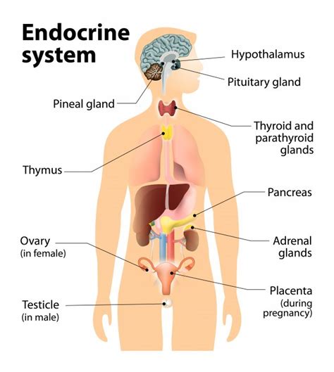 Chapter 13 The Endocrine System Pathophysiology For Physical Therapist Assistants
