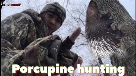 🟢ep33 Porcupine Hunting Day 2 Youtube