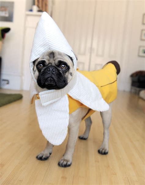 26 Costumes That Prove Pugs Always Win At Halloween Disfraces Para Perros Pequeños Disfraces