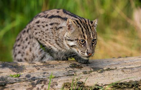 More interesting facts about fishers are lined up here. Fisher Cat - Best Cat Wallpaper