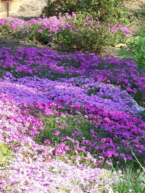 Amazing And Beautiful Emerald Blue Creeping Phlox Ideas Sloped Garden