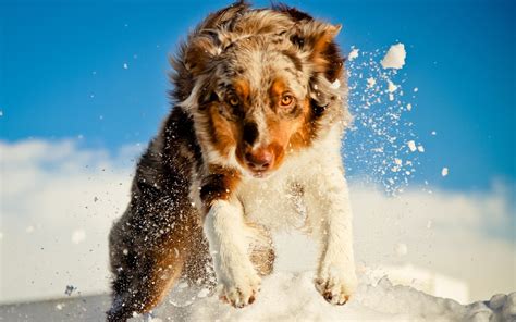 Wallpaper Snow Winter Run Australian Shepherd Weather Puppy