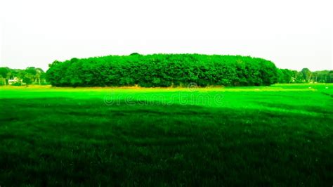A Beautiful Green Plantation Surrounded By A Paddy Field Stock Photo
