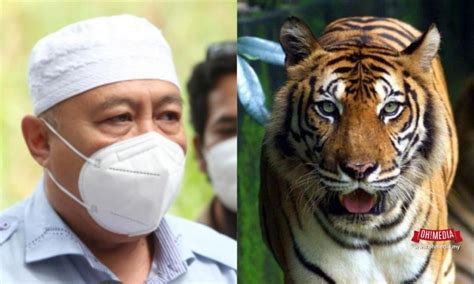 Jangan Kecam Dulu Ini Alasan Pengarah Perhutanan Kelantan Kata Pembalakan Baik Untuk Populasi