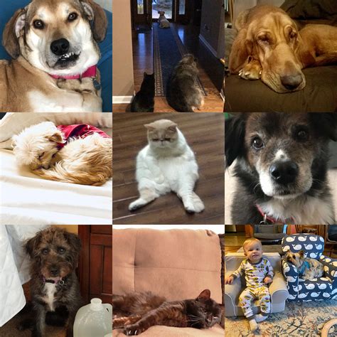 Submitted 2 years ago by neoronin. Pets Bring Joy During Illinois Coronavirus Stay-At-Home ...
