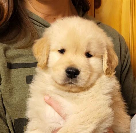 How Much Does Golden Retriever Puppy Cost