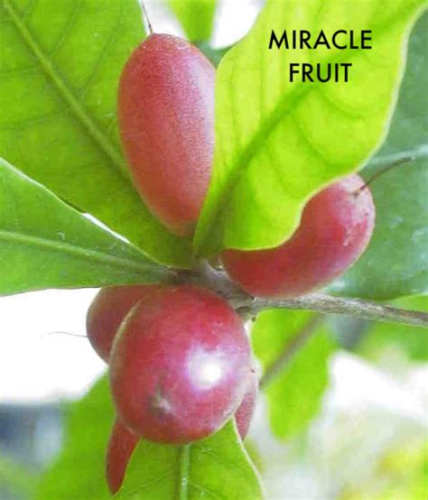 Polynesian Produce Stand Amazing ~miracle Fruit~ Tree Synsepalum Dulcificum Edible Berry Live