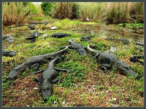 My everglades national park guide will take you through all the unique ecosystems. Everglades National Park wildlife | Everglades national ...