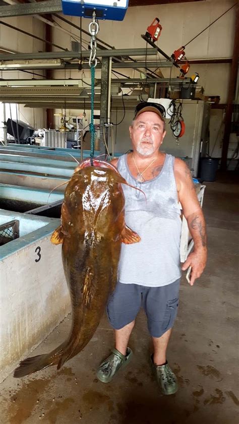 9 2 20 State Record Flathead Catfish