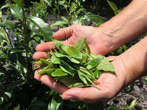 Summer Harvesting Of Tea Is In Full Swing Learn How To