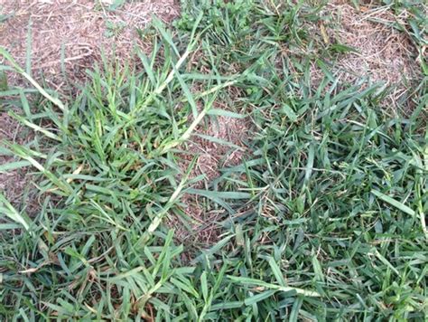 Dan undersander michael casler dennis cosgrove. Grass identification