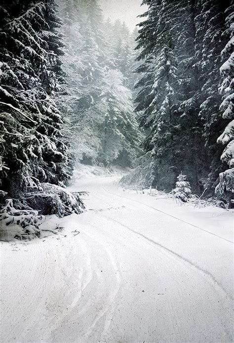 Winter Scenery Snow Road Forest Photography Backdrop Winter Scenery