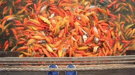 When you visit a program you may receive food that is near or past the food container date. Where To Find Koi Fish Food For Sale Near Me | Totally Koi