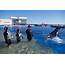 Dolphin Encounter Marineland Adventure 1 » St Augustine Social