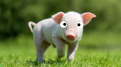 26 Funny Pig Jokes To Make You Squeal
