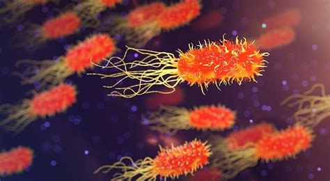 Cara Bakteri Berkembang Biak Beserta Contohnya Santuynesia