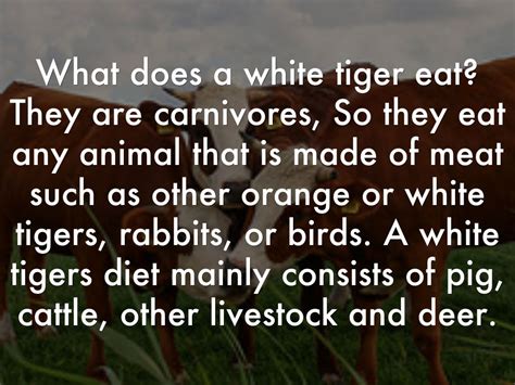 Some of the favorite deer species that the cat preys on includes, sambar, chital, swamp deer, hog deer, and sikar deer. WHITE TIGERS By: Timbre and Greta 2014 Mrs. Elley by