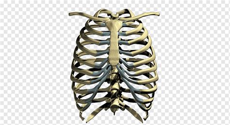 Three of the remaining ribs which are called false ribs are attached to the sternum indirectly while the this site is using cookies under cookie policy. Rib Cage Body - Pin On Projects To Try - The human rib cage is made up of 12 pairs of ribs, some ...