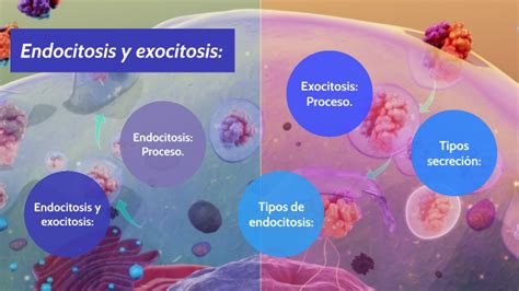 Endocitosis Y Exocitosis By Miriam Guisasola Rodríguez On Prezi