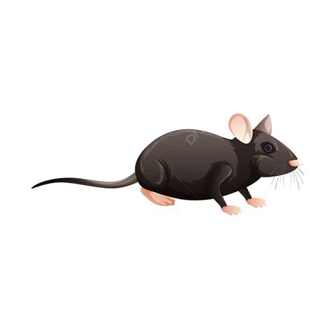 Gambar Ilustrasi Hewan Tikus Hitam Tikus Tikus Mouse Ilustrasi Png