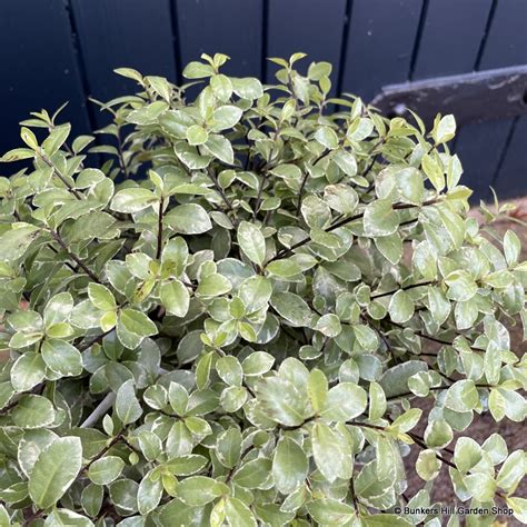 Pittosporum Silver Ball 3l Bunkers Hill Plant Nursery