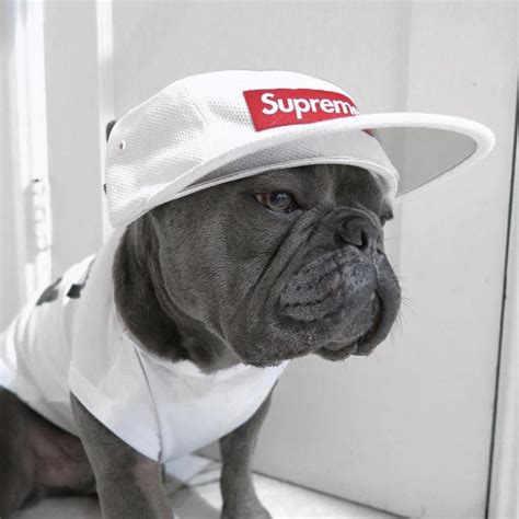 Supreme Dog Supreme Wallpaper Dog Clothes Designer Dog Clothes
