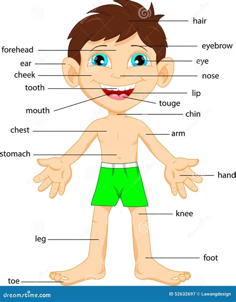 Illustration Of Vocabulary Part Of Body Cartoon Vector Cartoondealer