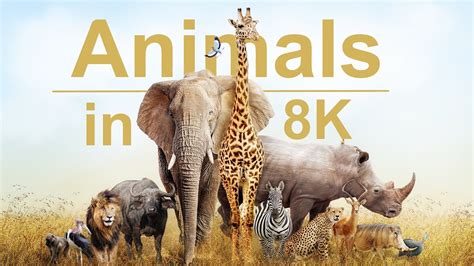 Wild Animals In 8k Ultra Hd Hdr Collection Of Colorful Wild Animals