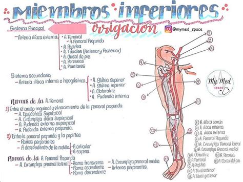 Arterias Y Venas Del Miembro Inferior Udocz The Best Porn Website