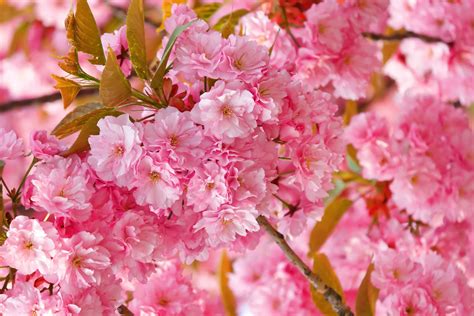 Find the best japanese cherry blossom wallpaper on getwallpapers. Wallpaper sakura, 4k, HD wallpaper, cherry blossom, pink, spring, flowers, Nature #10302