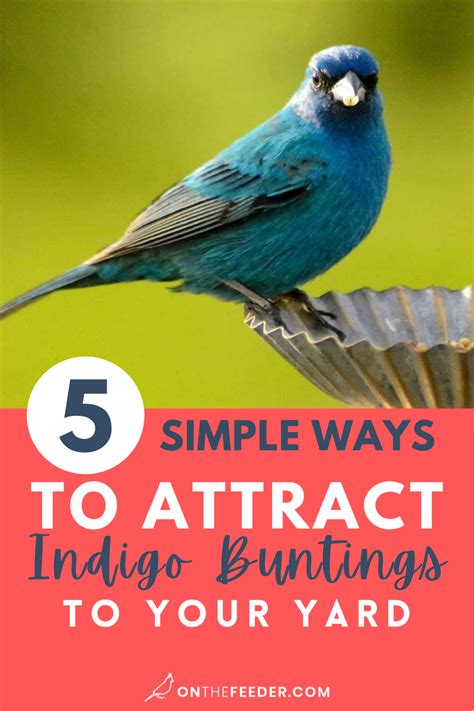 5 Simple Ways to Attract Indigo Buntings to Your Yard | Attract wild