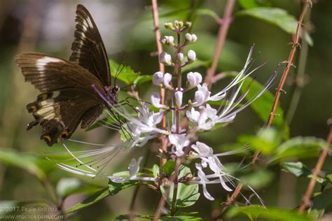 Fuscous Swallowtail Butterfly Papilio Fuscus Macrokosm