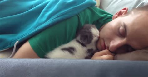Tiny Kitten Sleeping With Dad Makes For The Best Video