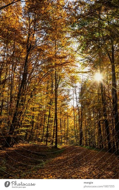 Herbstsonne Natur Ein Lizenzfreies Stock Foto Von Photocase