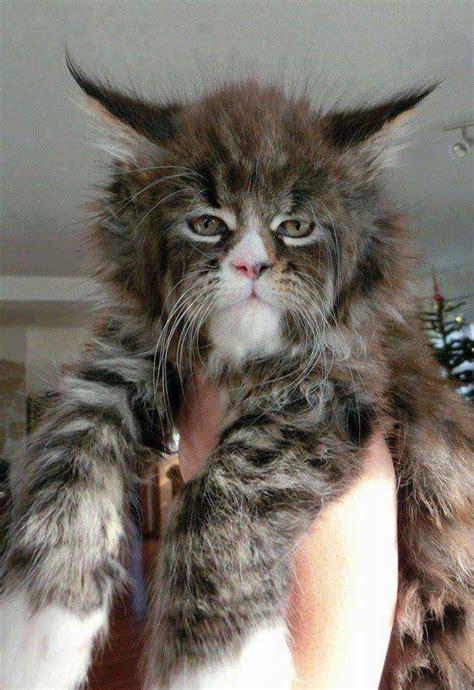 When You Mix A House Cat With A Lynx A Siberian Husky And The Lion From The Wizard Of Oz
