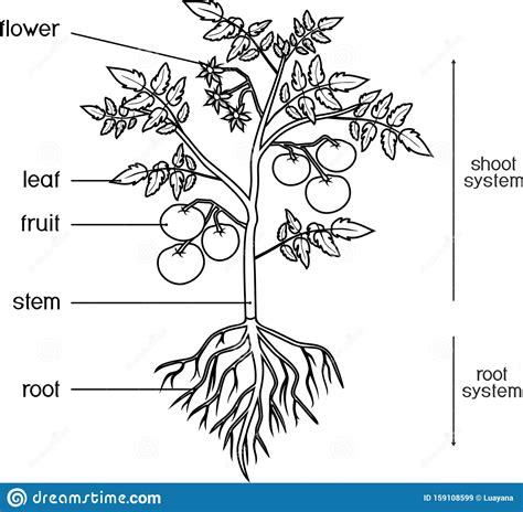 Parts Of Plant Morphology Of Tomato Plant With Leaves Fruits Flowers