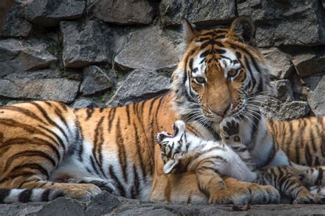 Newborn Tigers Pose For The Paparazzi Picture Cutest Baby Animals