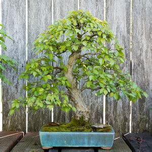 The word bonsai is from the japanese: The Portland bonsai tour continues - Bonsai Tonight