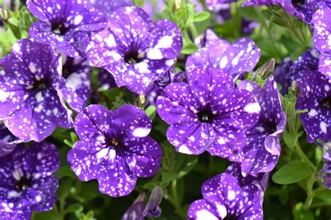 Night Sky Petunia Seeds Australia Petunia Night Sky Boasts A Unique