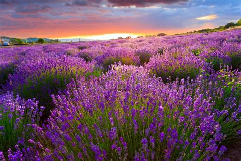Sunset Over A Summer Lavender Field Stock Image Image Of Aroma Herb