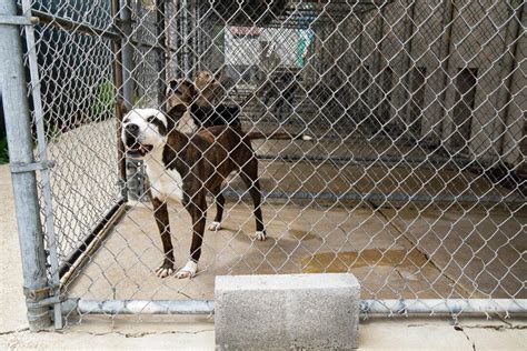 vets concerned about rabies outbreaks amid vaccine shortages the epoch times